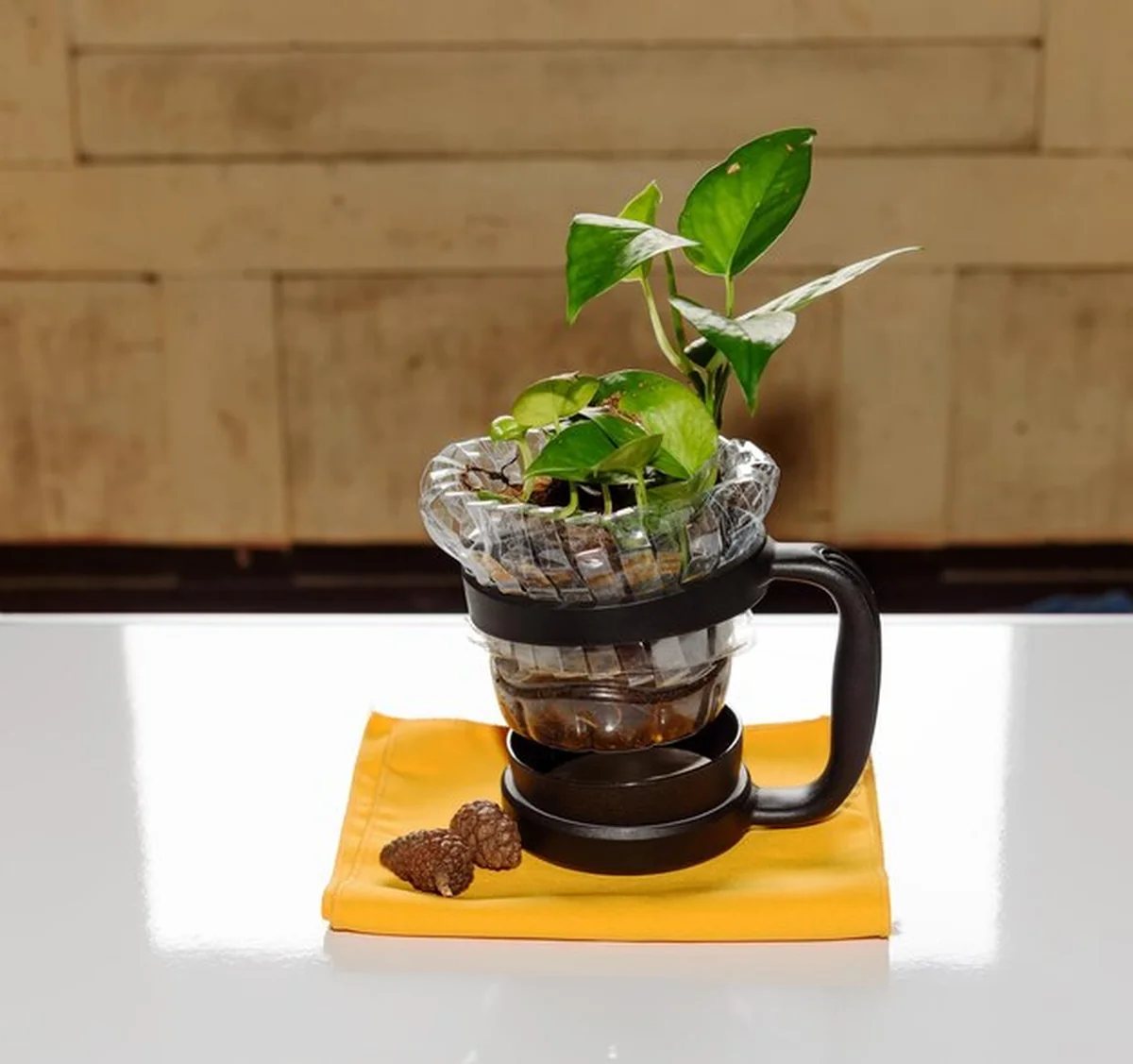 Roślina w doniczce na stole